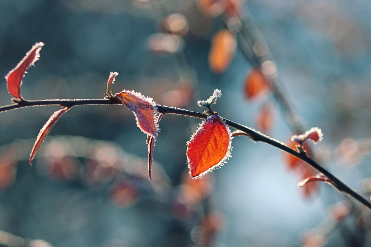 Janvier le mois du renouveau comment accueillir l'hiver photo