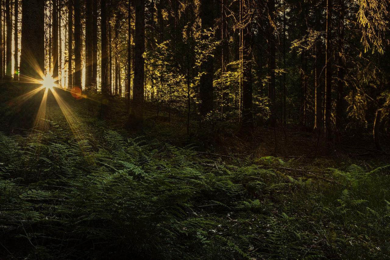 Imbolc et la psychothérapie contemporaine photo