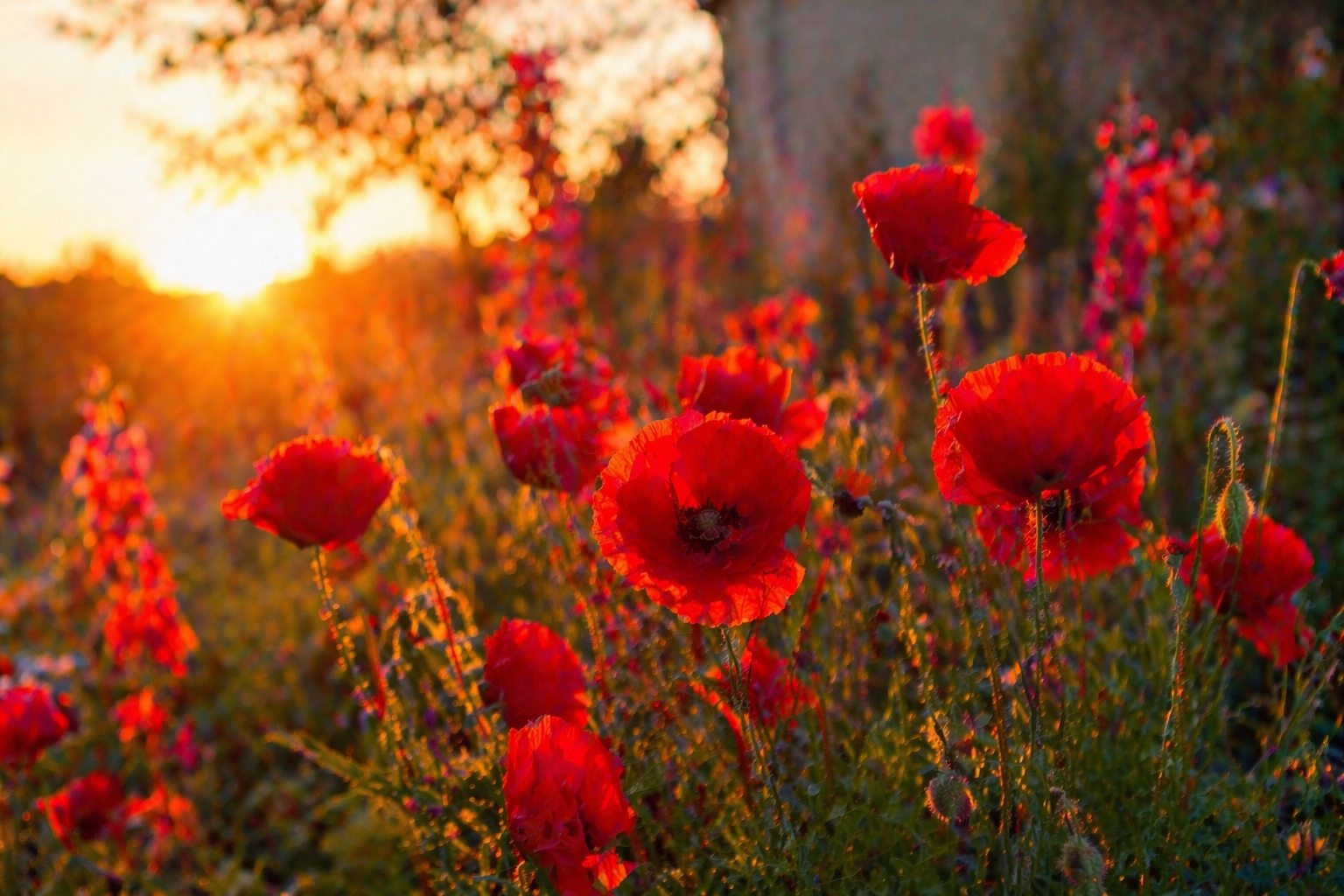 Beltane élan vital feu saison symbolique printemps illustration