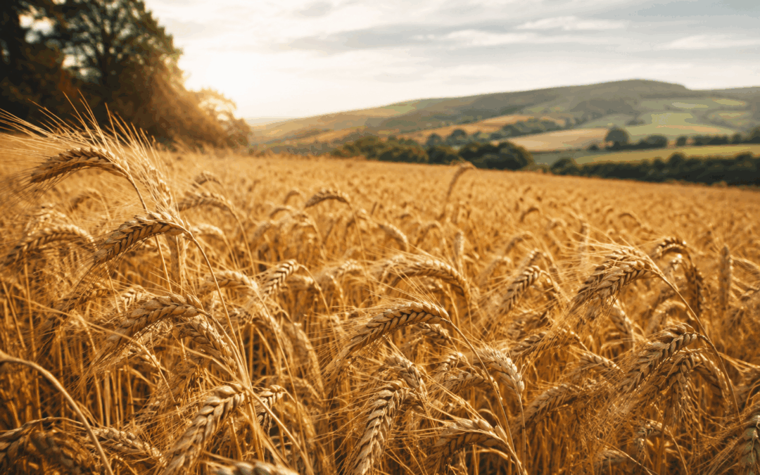 Lughnasadh : célébrer les premières récoltes et le chemin parcouru