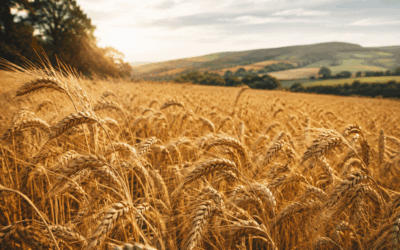 Lughnasadh : célébrer les premières récoltes et le chemin parcouru
