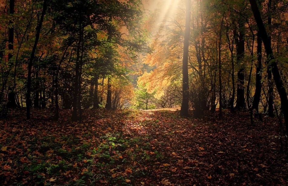Mabon : l’équinoxe d’automne, entre équilibre et transformation intérieure