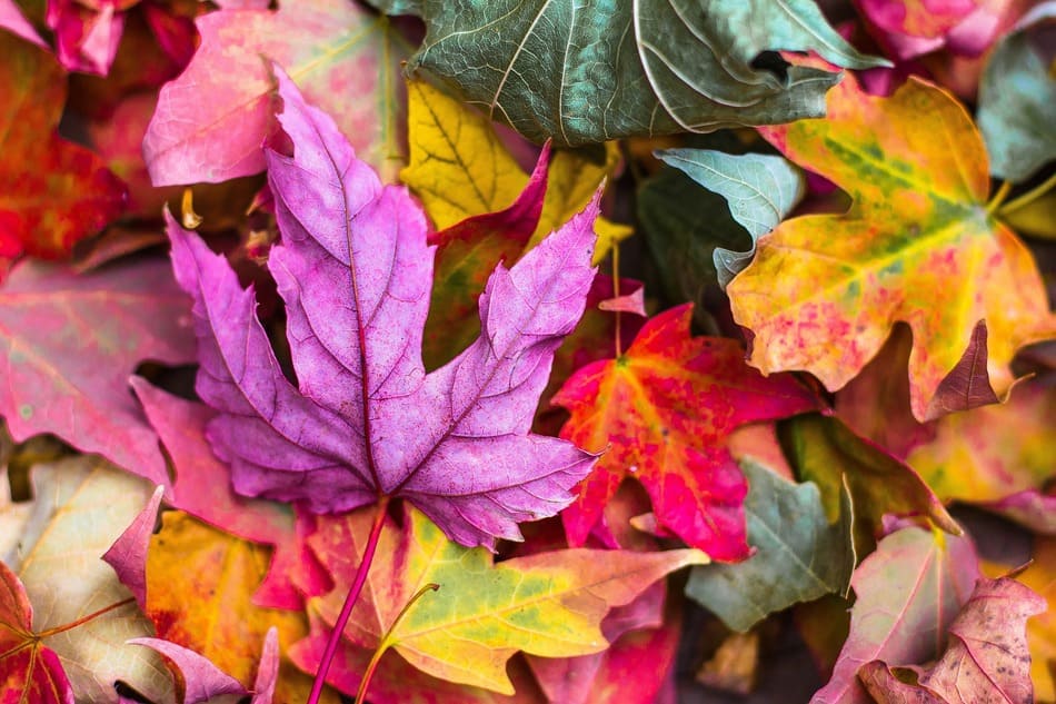 Mabon équinoxe d’automne