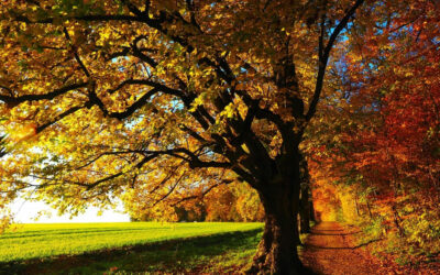 Mabon : l’équinoxe d’automne, entre équilibre et transformation intérieure