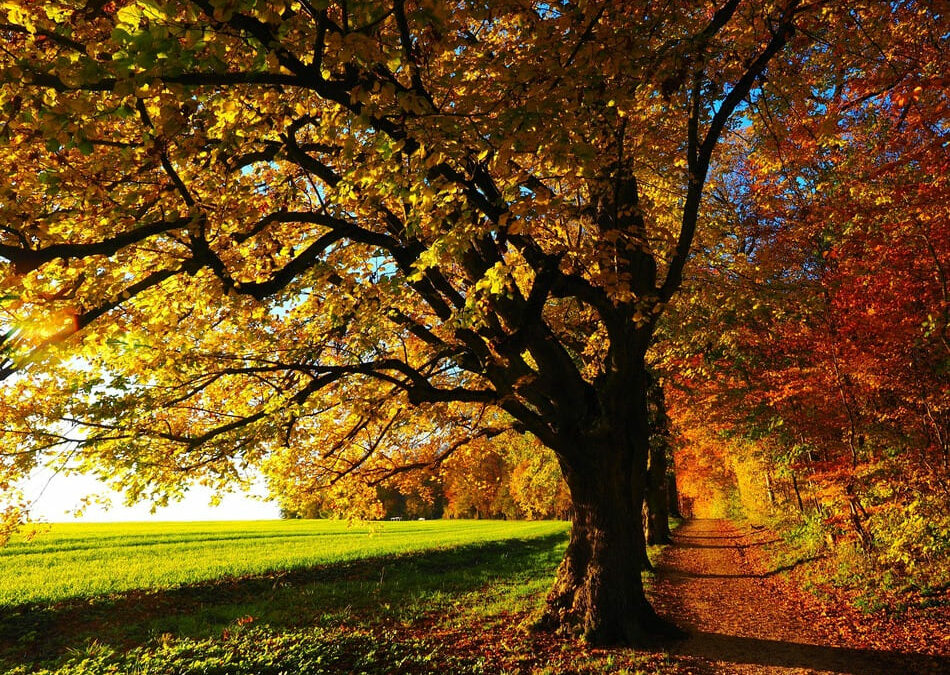 Mabon : l’équinoxe d’automne, entre équilibre et transformation intérieure
