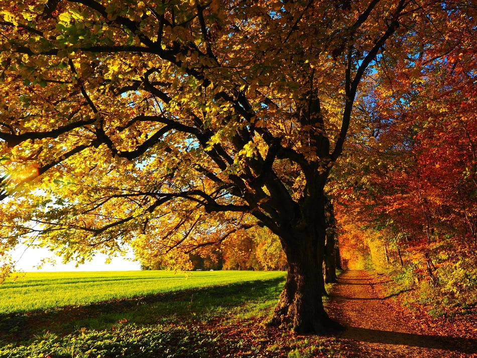 Mabon : équinoxe d’automne, équilibre et transformation intérieure